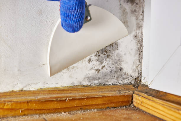 Forensic Mold Investigation in White Salmon, WA